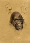 gorilla drawing