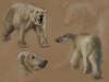 polar bear study1.5