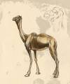 camel study