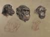 Chimpanzee heads