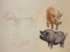 pig study 4