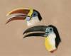 toucan