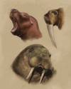 sea lion walrus study