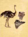 ostrich copy