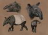 tapir study