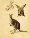 kangaroo copy